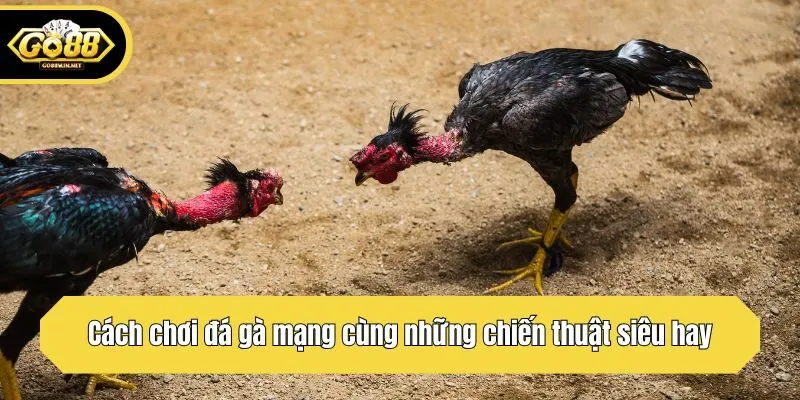 Cách chơi đá gà mạng cùng những chiến thuật siêu hay