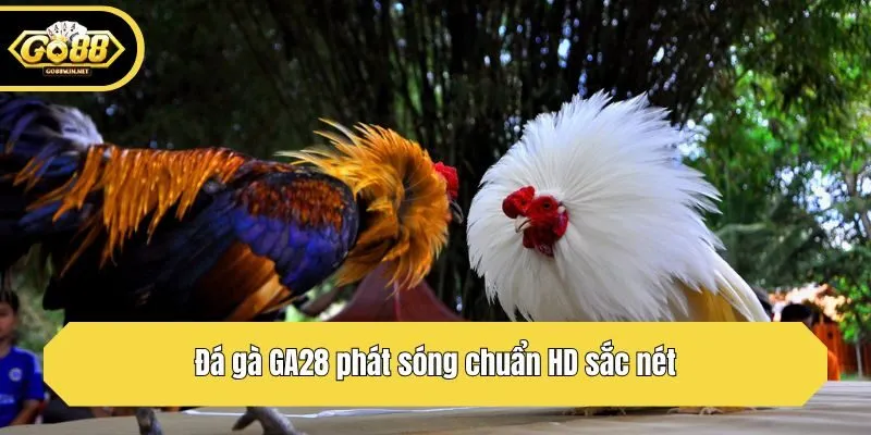 Đá gà GA28 phát sóng chuẩn HD sắc nét