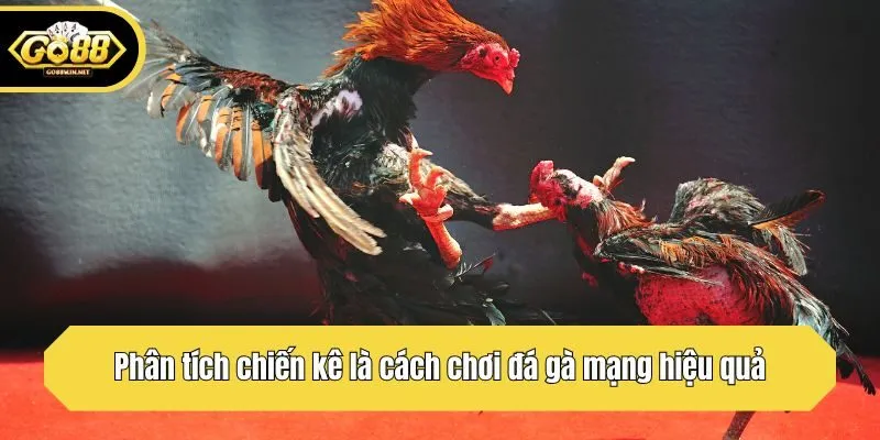 Phân tích chiến kê là cách chơi đá gà mạng hiệu quả