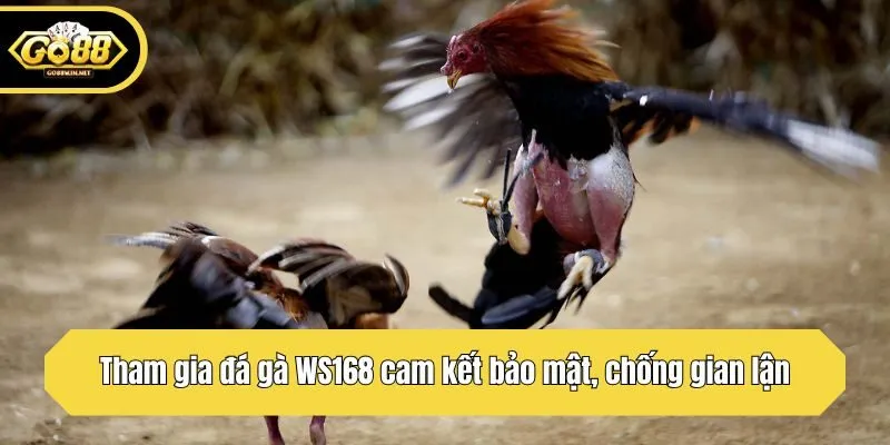 Tham gia đá gà WS168 cam kết bảo mật, chống gian lận